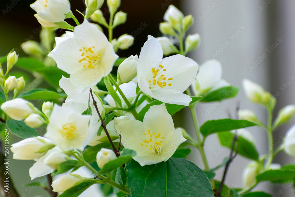 Fototapeta premium Jasmine blossom closeup