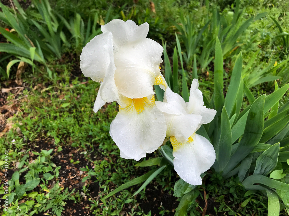 Obraz premium white iris in the garden
