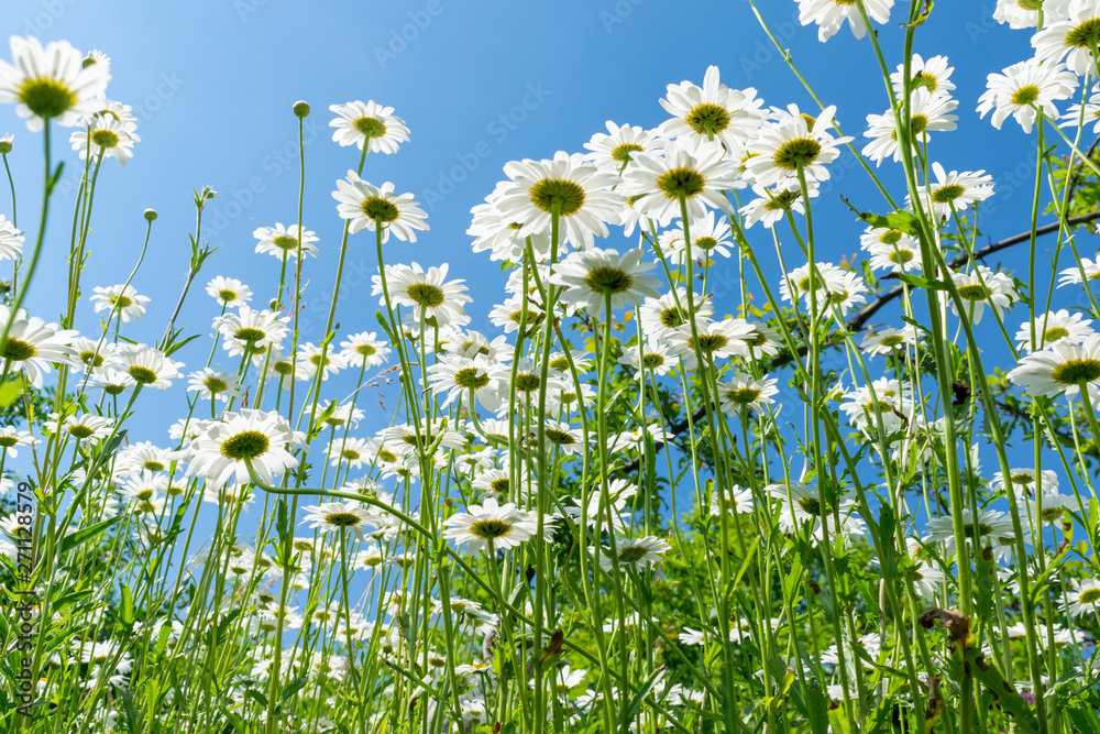Fototapeta premium Daisies in summer