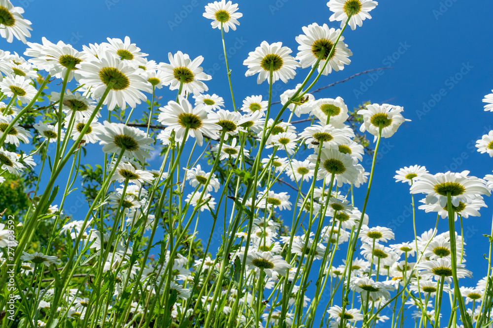Daisies in summer Daisies in summer
