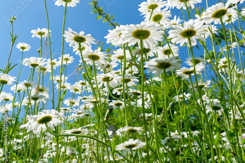 Daisies in summer