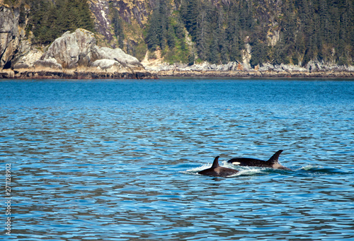 Killer Whale - Orca - in Kenai Fjords National Park in Seward Alaska United States © htrnr