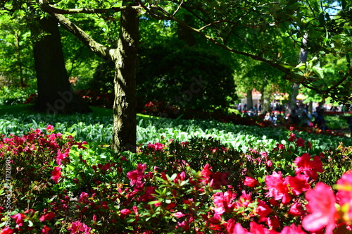 flower in the garden