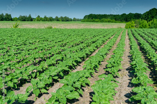 Sunflower plants on field
