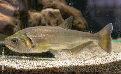 The Vampire Fish (Hydrolicus armatus), One Of The World’s Scariest Freshwater Predators photo