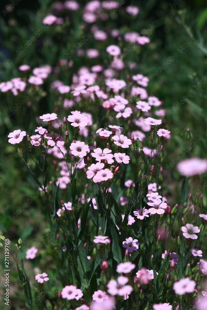 purple flowers in the garden purple flowers in the garden