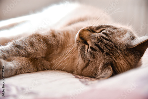 The domestic cat lies on a bed and is heated under sunshine from a window