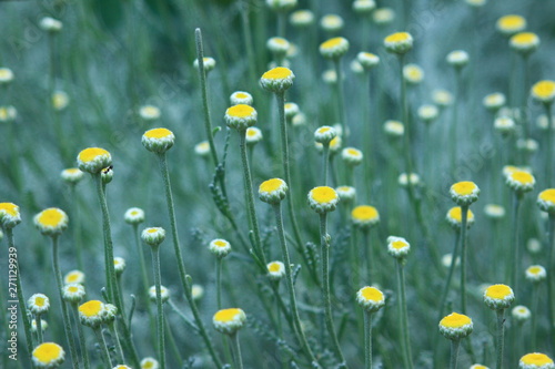 chamomile flowers on the field