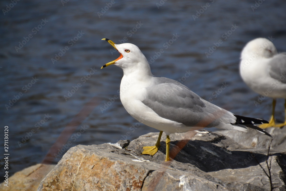 Fototapeta premium Ring Billed Gull