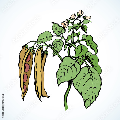 Branches beans. Vector drawing
