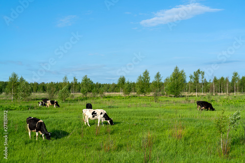 Black cows graze on a green field on a summer day.
