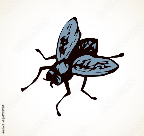 Fly. Vector drawing