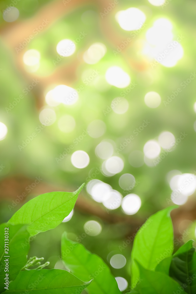 Naklejka premium Close up of nature view green leaf on blurred greenery background under sunlight with bokeh and copy space using as background natural plants landscape, ecology wallpaper concept.
