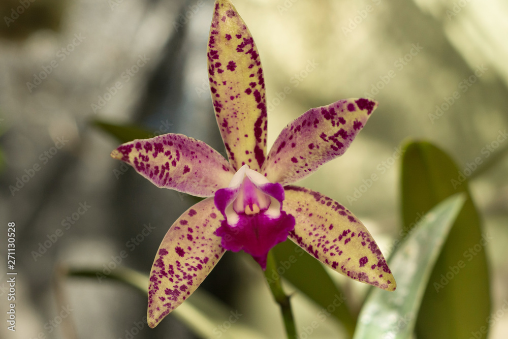 Orquídea Orquídea