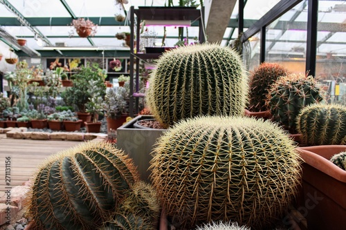 Spherical cactus with yellow spikes in the greenhouse