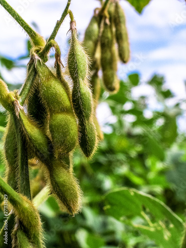 Принти на полотні soybean plant on field in Brazil