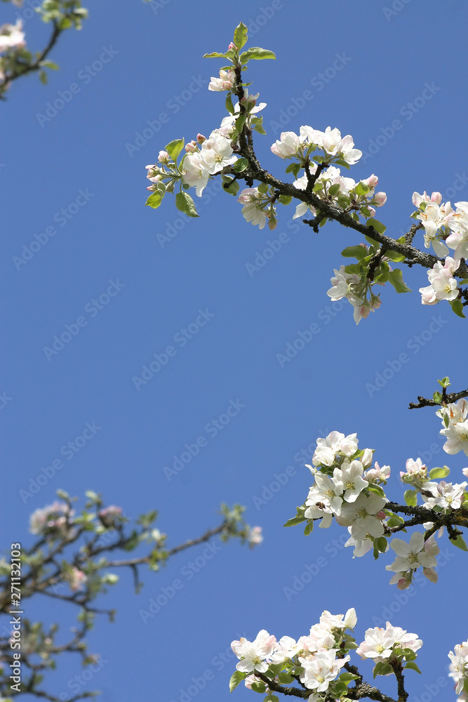 Apple tree branches with white flowers against blue sky. Copy space. Selective focus Apple tree branches with white flowers against blue sky. Copy space. Selective focus