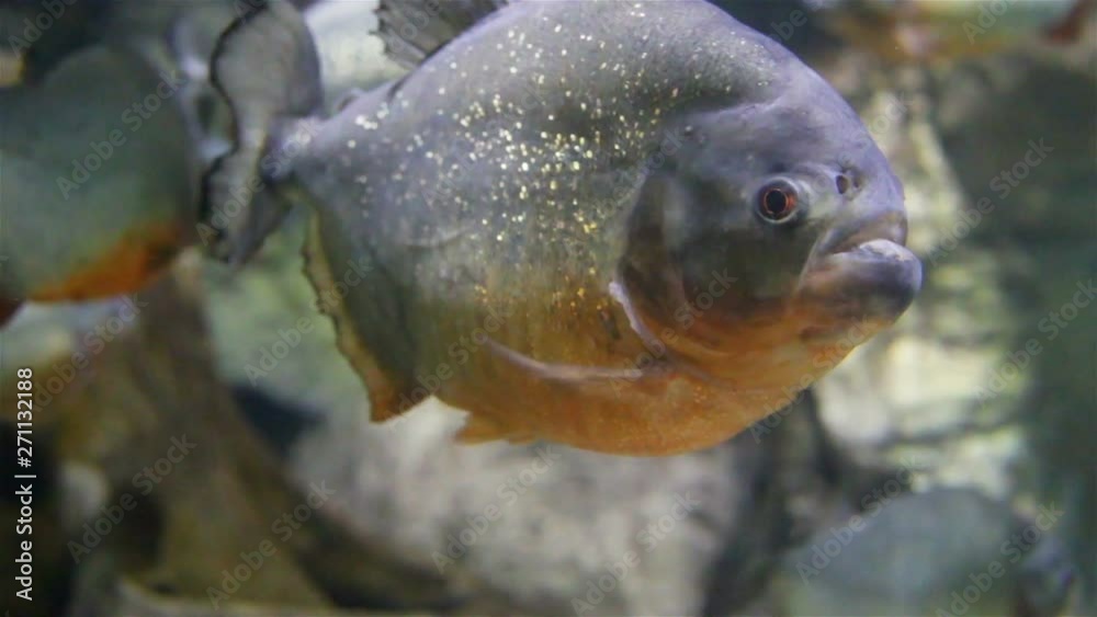Several Red-bellied piranhas close-up, side view, profile, real time, underwater, live. Several Red-bellied piranhas close-up, side view, profile, real time, underwater, live.