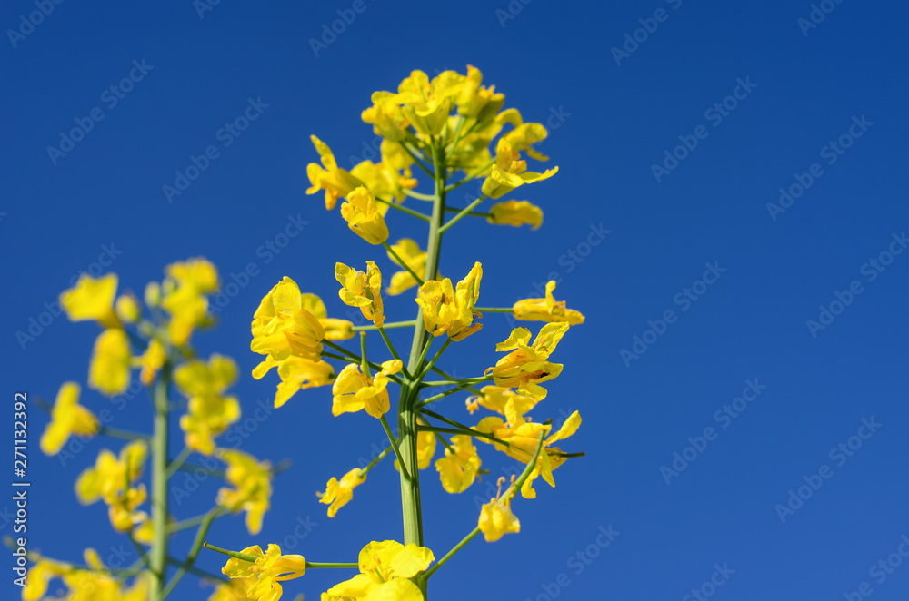 Beautiful yellow flowers of rapeseed plant, deep blue sky, springtime, close-up, selective focus, free space on the right