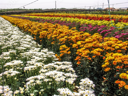 Field of perfect  gerbera's in beautiful full blossom in Holambra, Brazil photo