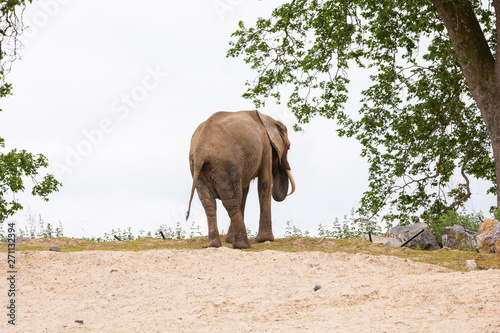 Elephant scenario