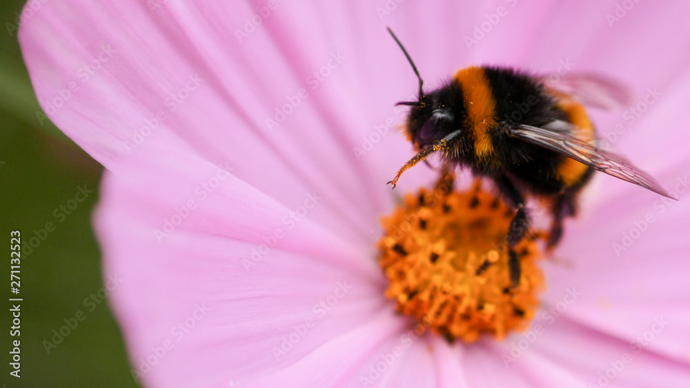 Closeup of a bumble bee on beautiful pink flower, shallow focus. Closeup of a bumble bee on beautiful pink flower, shallow focus.