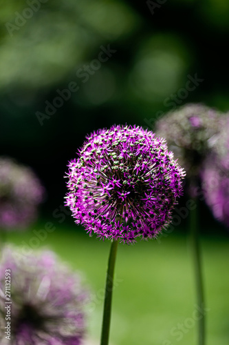 purple flower