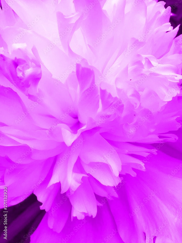 Neon purple peony closeup Background with peonies