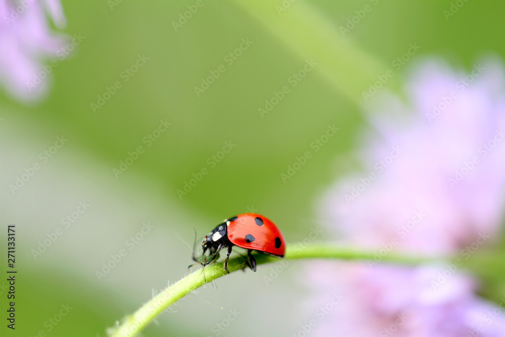 Marienkäfer auf Blumenstengel Marienkäfer auf Blumenstengel