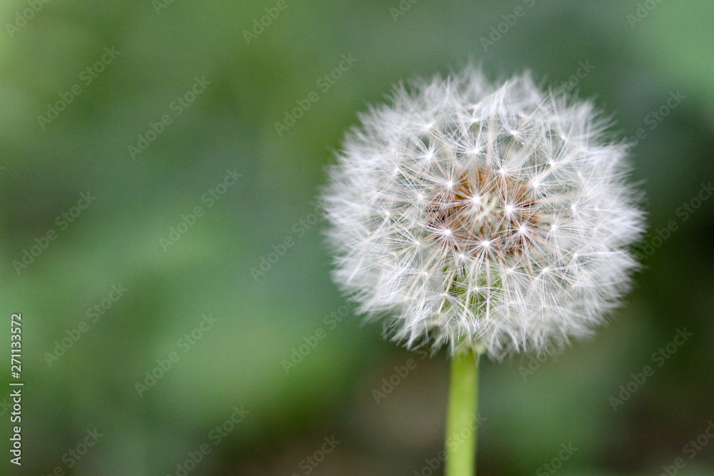 Löwenzahn Pusteblume Makro Löwenzahn Pusteblume Makro
