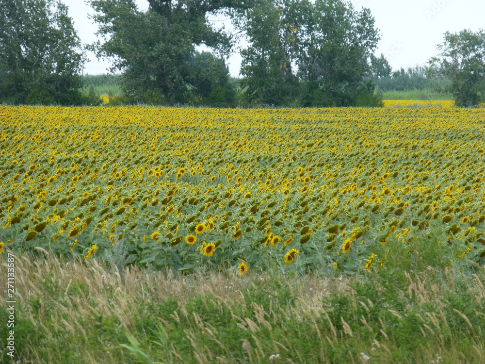 Fototapeta premium field of yellow flowers
