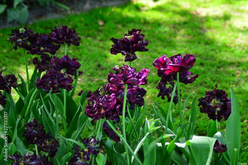 purple flowers in the garden