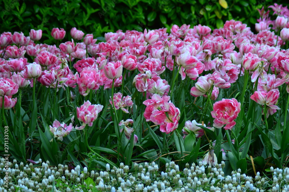 Obraz premium pink flowers in the garden