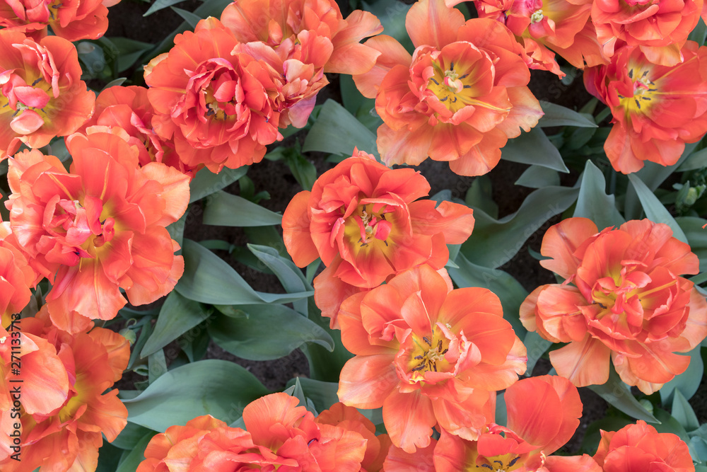 opened flowers of orange terry tulips with yellow stamensagainst a background of dark-green leaves opened flowers of orange terry tulips with yellow stamensagainst a background of dark-green leaves