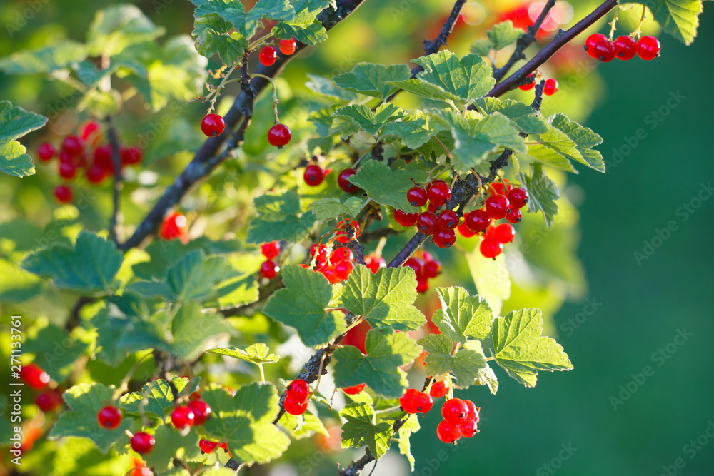 Red currant in the garden Red currant in the garden