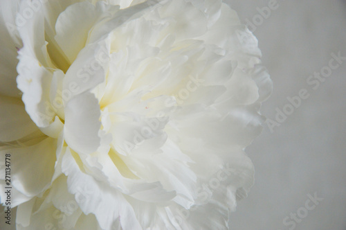 beautiful white flower, peony on white background © Alena Mostovich