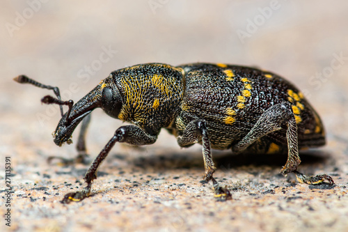 Hylobius Abietis Large Pine Weevil Beetle Pest Parasite Macro photo