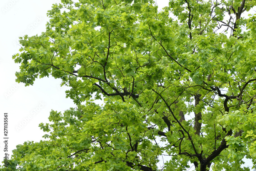 Fototapeta premium Branches of the huge old oak, early spring just got first leaves after winter.