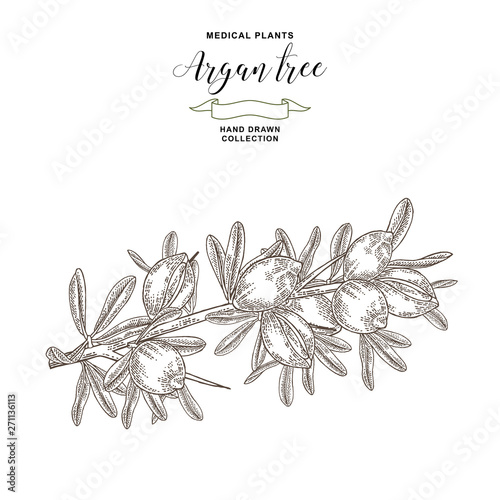 Argan tree, argania spinosa branch with nuts and leaves. Medical and cosmetic plants. Vector illustration engraved.