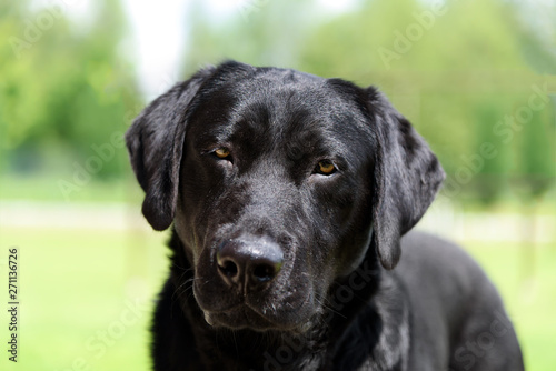 Portrait of a nice black labrador dog looking towards the camera.