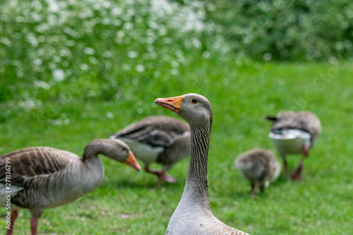 Flock of greylag geese (anser anser) and young goslings