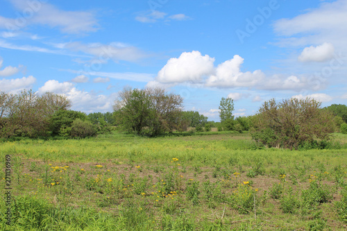 Butterweed in a meadow at Midewin National Tallgrass Prairie