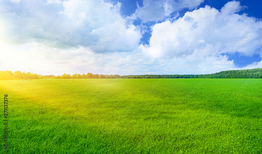 Fototapeta premium Green field and sun beam