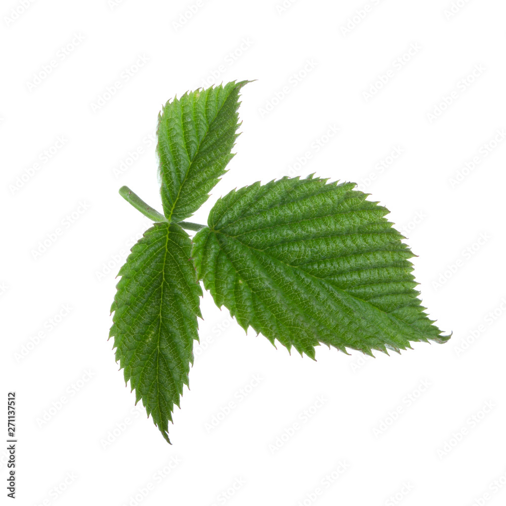 fresh green leaf of raspberry isolated on white