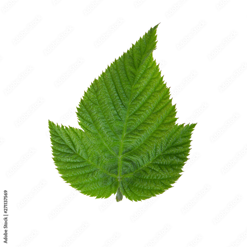 fresh green leaf of raspberry isolated on white fresh green leaf of raspberry isolated on white