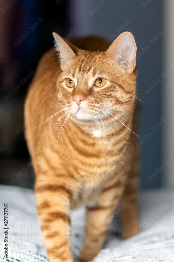 Orange and furry Tabby cat walks across the upholstery with whiskerys spread and eyes alert.