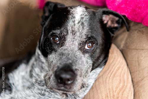 Mixed breed Pit bull has gentle face and adoration showing in his eyes.