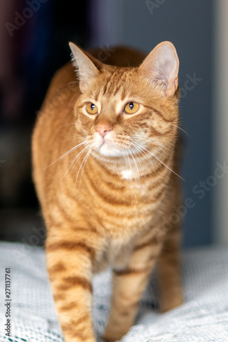 Orange and furry Tabby cat walks across the upholstery with whiskerys spread and eyes alert.