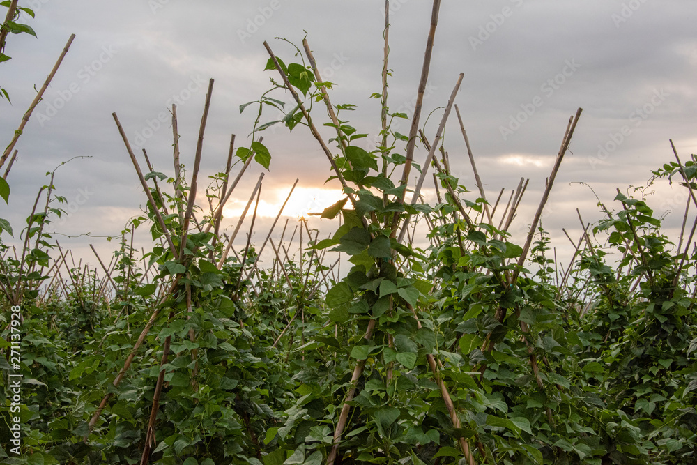 Fototapeta premium fields of green beans