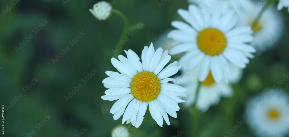 Fototapeta premium Summer flowers in garden, floral